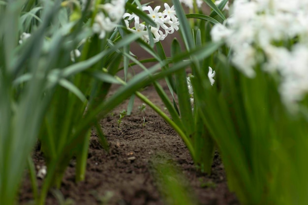 many white flowers, planted flowers in a flower bed