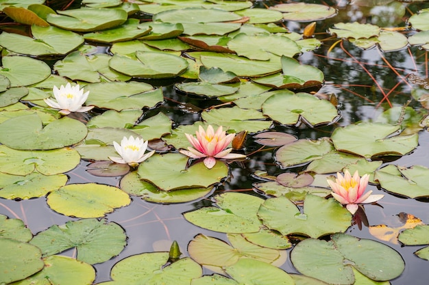 many white and pink lilies growing on a pond