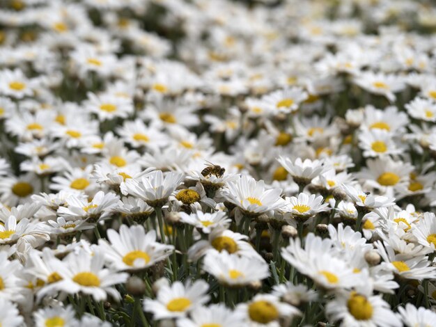 Many white and yellow daisy flower