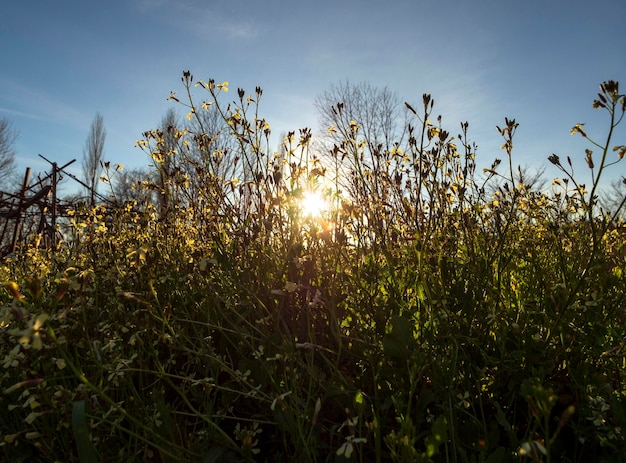 Many wild flowers and dandelions on a bright Sunny day in Greece