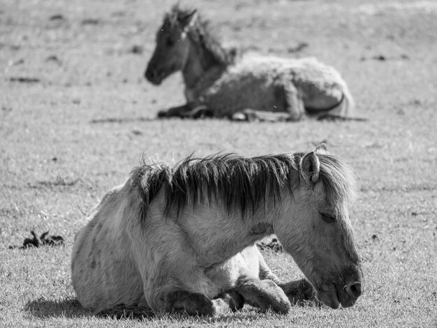 多くの野生の馬