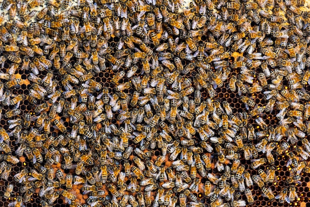 Many workers bees seen from above on a piece of honeycomb Bee background