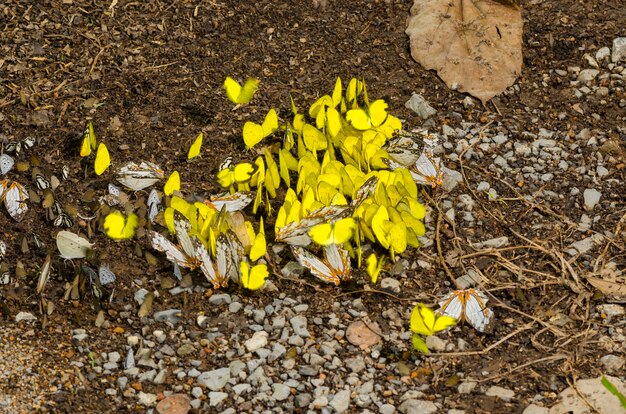 many yellow butterfly on the ground in the forest