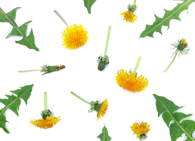 Many yellow dandelions and dandelion leaves at different angles isolated on white background