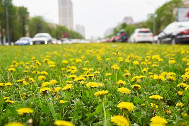 Many yellow dandelions growing on Leninsky avenue in Moscow in springtime with cars driving along the street.