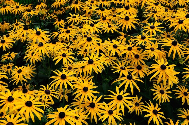 Many yellow flowers