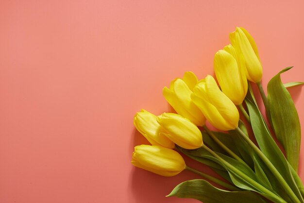 many yellow tulips pink free background for text creative banner with flowers