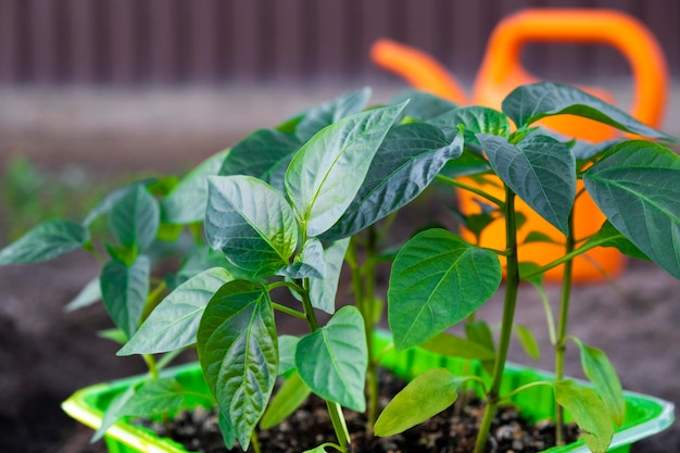 Molti giovani germogli di peperone cresciuti da seme in contenitori verdi a terra con annaffiatoio arancione e altri germogli piantati in terra nera piantine primaverili per la coltivazione di ortaggi da giardino