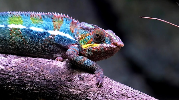 Manycoloured chameleon is sitting on a branch