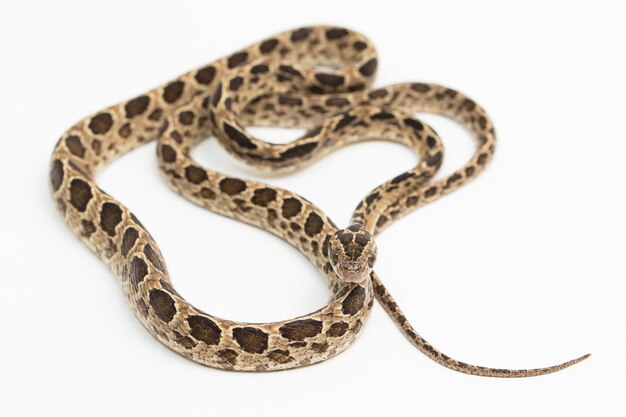 The manyspotted cat snake Boiga multomaculata isolated on white background