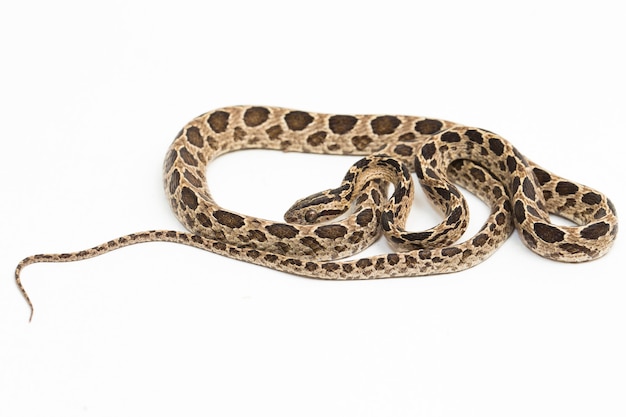 Manyspotted 고양이 뱀 Boiga multomaculata 흰색 배경에 고립