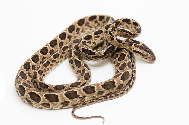 Il serpente gatto manyspotted boiga multomaculata isolato su sfondo bianco