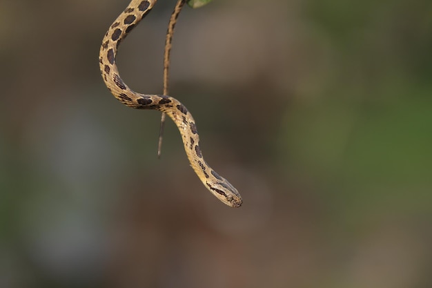 Manyspotted cat snake largespotted cat snake and marbled\
cateyed snake