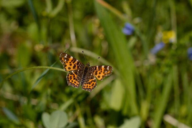 The map Araschnia levana butterfly in nature