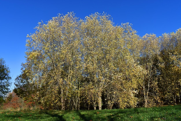 Клен (Acer saccharinum) с осенней листвой в общественном парке