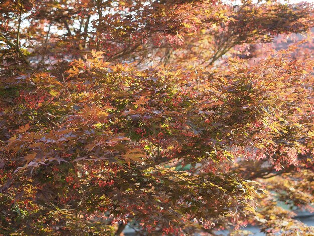 Maple acer tree leaves background