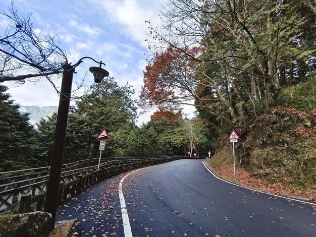 Photo maple in alishan