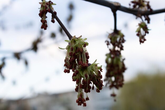 Photo maple ash-shaped blooming close-up in a garden park.