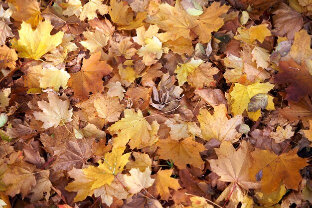 Maple autumn dry leaves on the ground