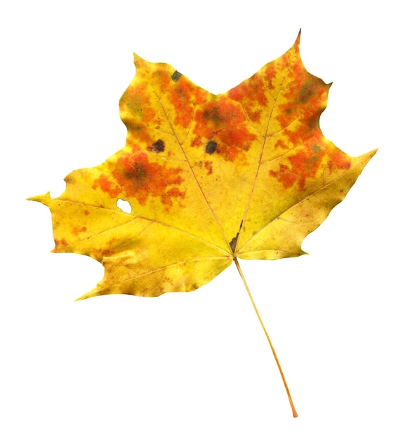 Maple autumn leaf isolated