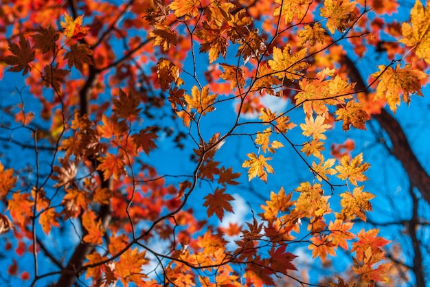 空の秋のカエデの紅葉