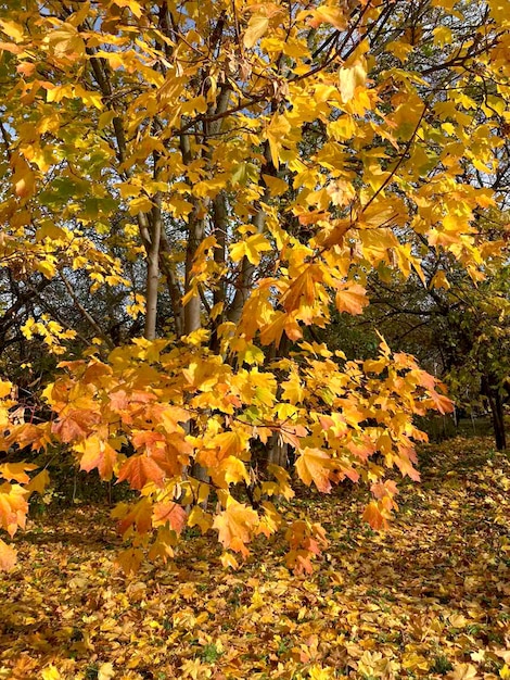 Maple autumn orange and red foliage.