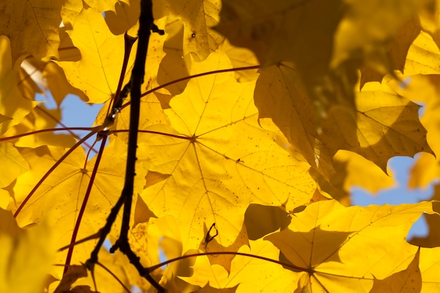 maple in the autumn season