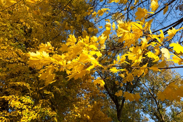 Photo maple in the autumn