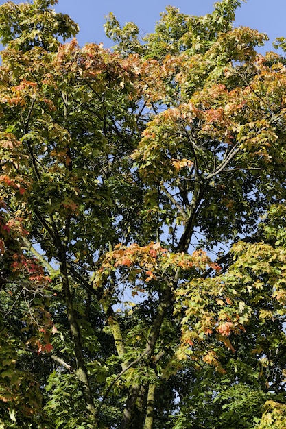 Maple bomen landschap