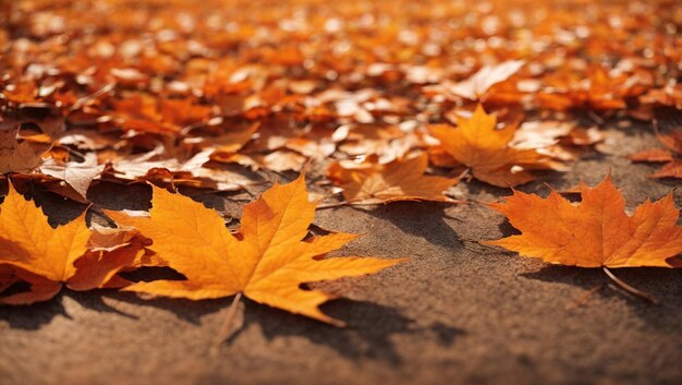 Foto maple border achtergrond in oranje herfst