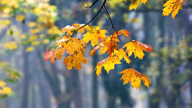 Maple branch with colorful autumn leaves in the forest