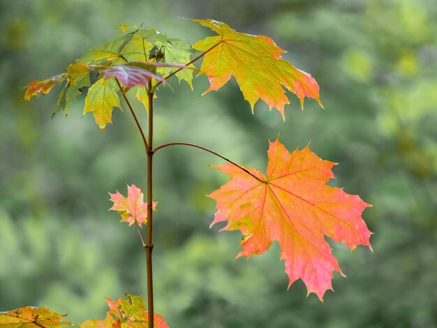 Maple branch with colorful leaves on a blurred background.