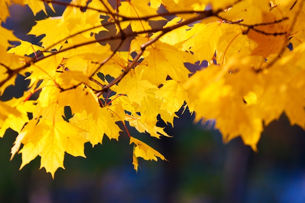 Maple branch with golden leaves