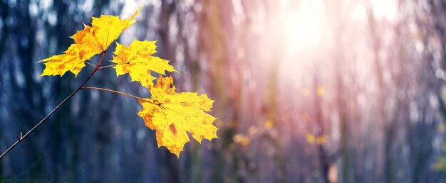 Maple branch with yellow leaves in the forest on a blurred background in sunny weather