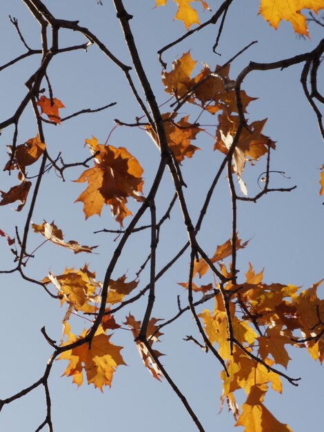 青い空に照らされた秋の葉のメープル枝