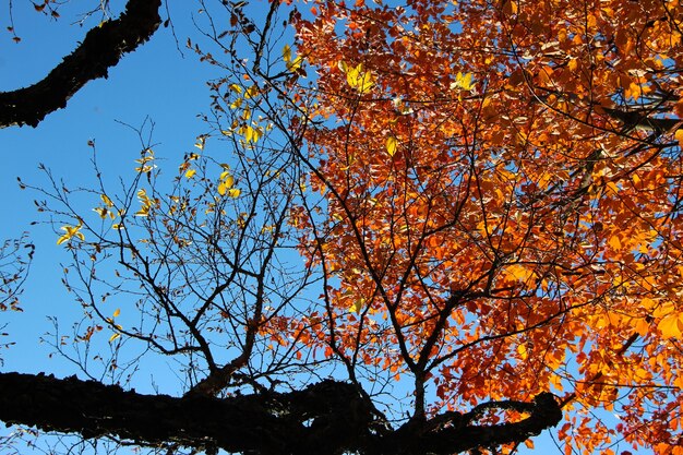 maple branches with bright orange leaves and bare birch branches against a blue sky