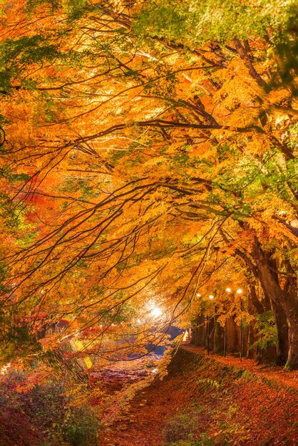 Photo maple corridor near kawaguchi lake and mt fuji japan