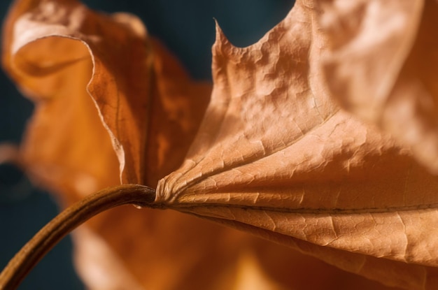 Maple dry yellow brown leaf closeup background on blue macrophotography