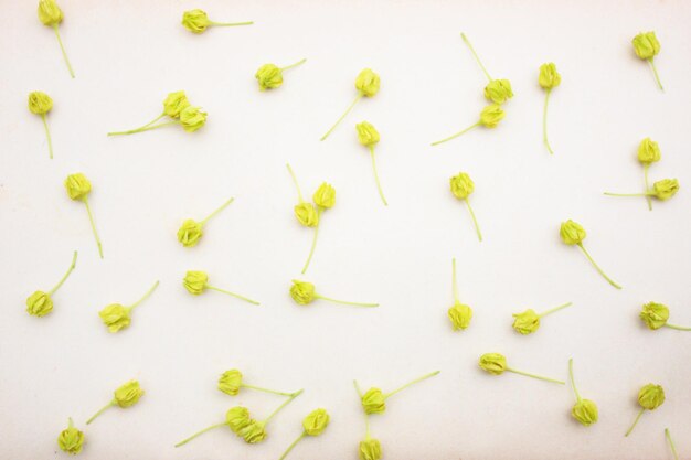 Maple flowers