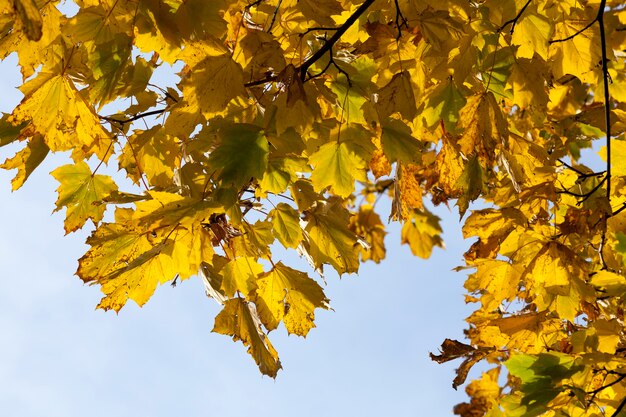 Maple foliage in the autumn season during leaf fall, maple with changing reddening leaf close up, beautiful nature with a simple maple tree