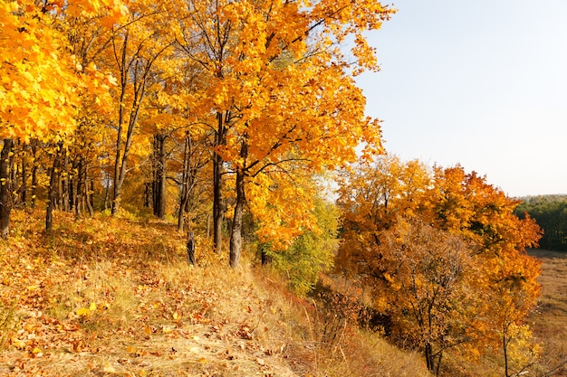 Maple forest in autumn