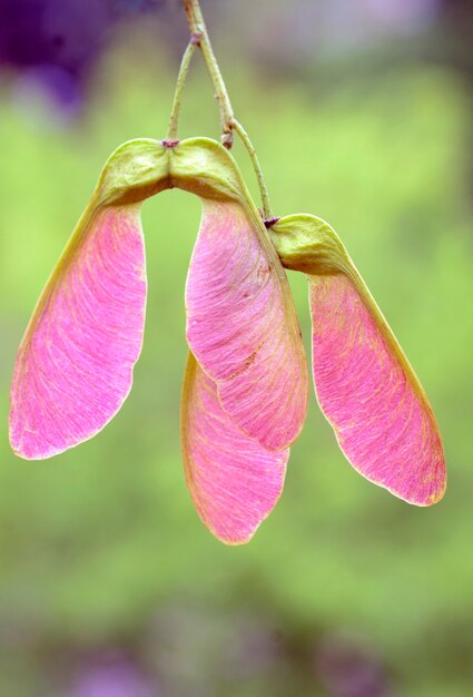 Maple fruits (Acer sp)