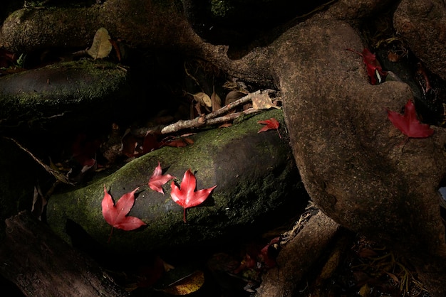 Maple on a green rock that is covering by fern