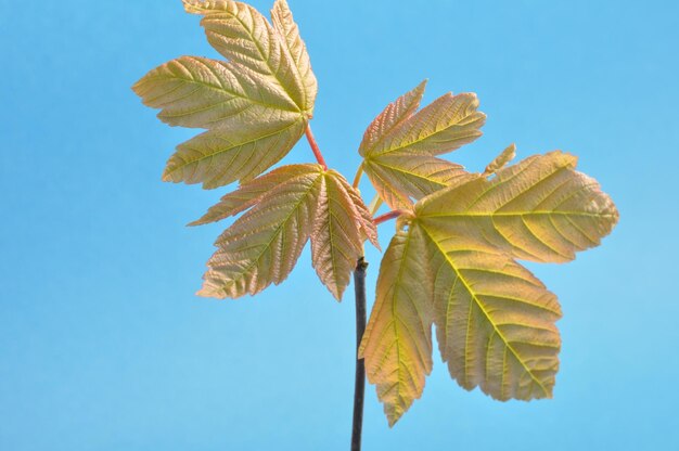 Maple in het voorjaar