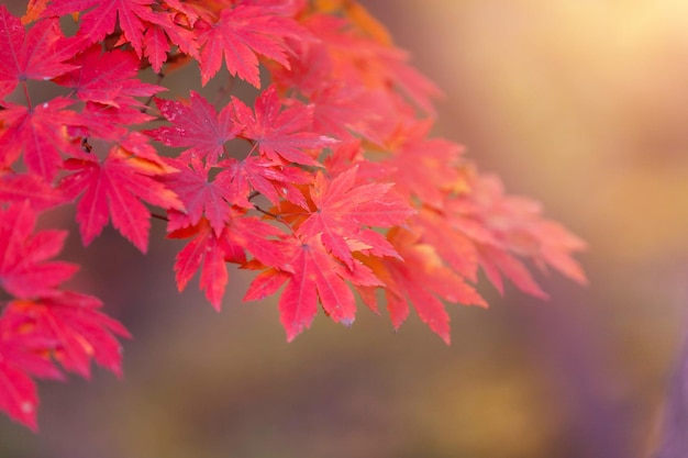 背景またはテキストのコピースペースのために秋のメープル葉