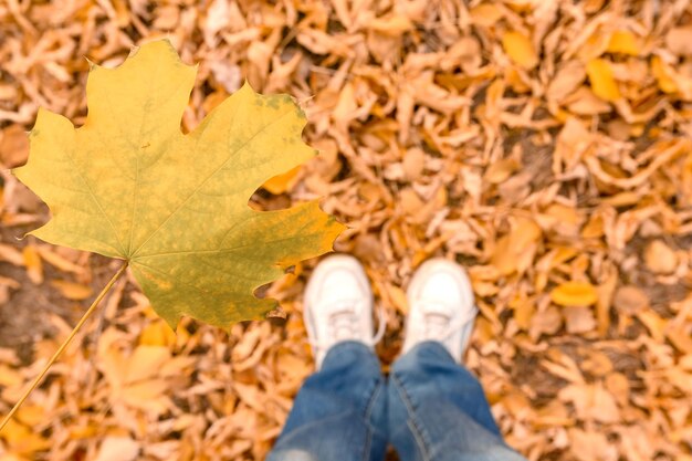 Maple leaf in autumn on the background of the legs. In the autumn outdoors. Walking concept.