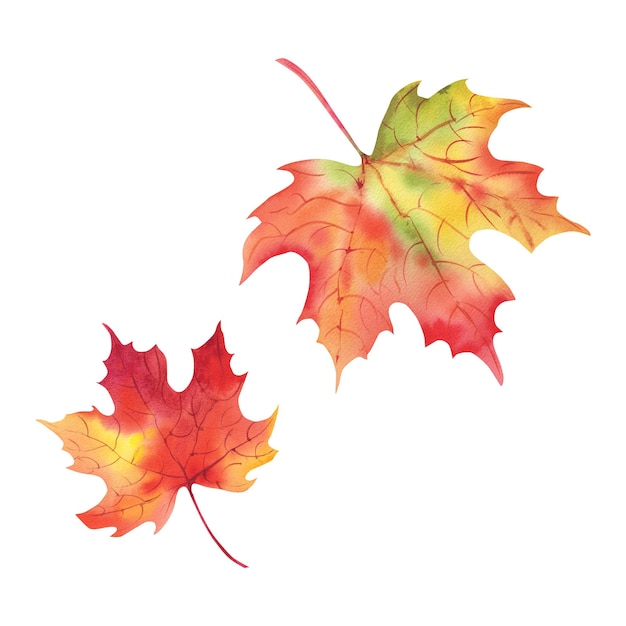 Maple leaf autumn Watercolor illustration on a white background Thanksgiving Day Forest