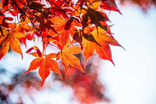 Foglia d'acero in autunno