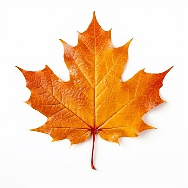 Maple Leaf Clip Art met witte achtergrond