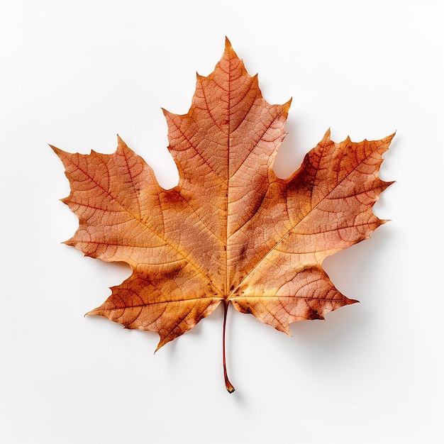 Photo maple leaf clip art with white background